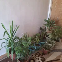 گل وگیاه طبیعی|گل و گیاه طبیعی|یاسوج, |دیوار