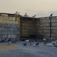 رنگه آلمانی مفت مفت