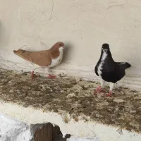 معاوضه با مرغ