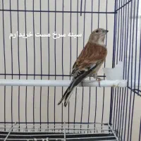 سینه سرخ سقا سهره