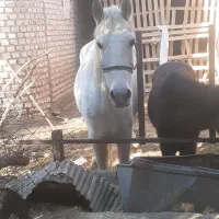 اسب با کره عرب