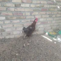 مرغ