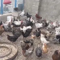 مرغ و خروس