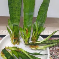 ۶ عدد گل سانسوریا تکثیر شده آماده کاشت