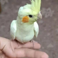 جوجه عروس هلندی