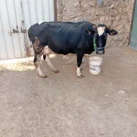 گاوبه فروش میرسد