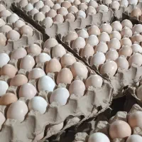 تخم مرغ محلی گلپایگان|خوردنی و آشامیدنی|اهواز, لشکرآباد|دیوار