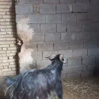 نر بز ترکی اصلی دوساله