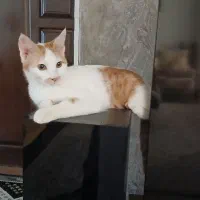 واگذاری رایگان بچه گربه