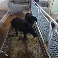 فروش بره|حیوانات مزرعه|قم, کلهری|دیوار