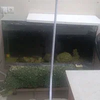 آکواریوم چینی شیشه خم کارخانه|ماهی|مشهد, شهرک بهارستان|دیوار