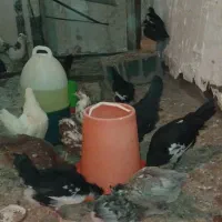 جوجه گلین لری