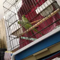 جفت ملنگو مست مست و کوتوله برزیلی مولد|پرنده|تبریز, |دیوار