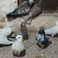 ۱۲ عدد غریبگیر