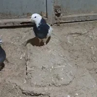 کبوتر کاشانی|پرنده|بروجن, |دیوار