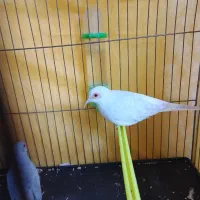 پرنده منیاتوری