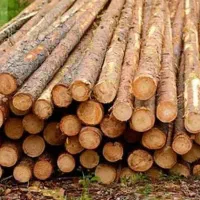 خریدار چوب‌ چنار