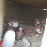 لاری|حیوانات مزرعه|گلپایگان, |دیوار