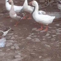 قو غاز|حیوانات مزرعه|احمدسرگوراب, |دیوار