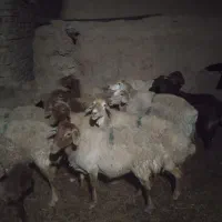 فروش بز جوان آبستن