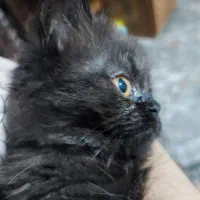 گربه|گربه|کرج, فاز ۴ مهرشهر|دیوار