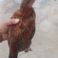 سه تا نیمچه سه ماهه