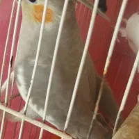 عروس هلندی|پرنده|مشهد, کارمندان دوم|دیوار