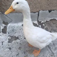 نبودن جا