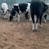 هفت عددگاونر نصل دار