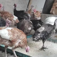 یه تعداد بوقلمون