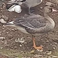 اردک مرغابی و غاز|حیوانات مزرعه|خمام, |دیوار