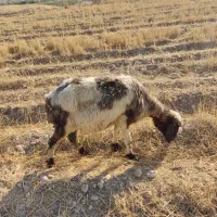 میش
