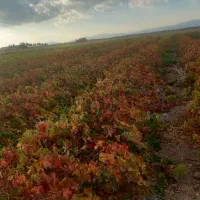 نهال مندراب تضمینی بافاکتوررسمی|گل و گیاه طبیعی|صوفیان, |دیوار