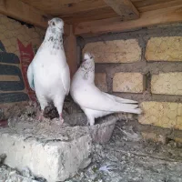 ۳جفت ارسالی      کبوتر