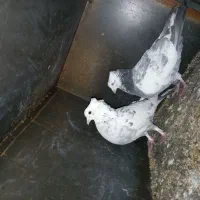 کبوتر کاکالی