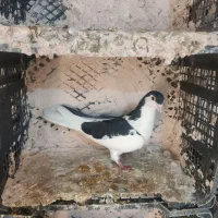 طوقی|پرنده|قم, سعادتی|دیوار