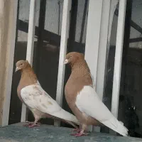 پرنده رنگه یهویی طوقی سینه سارسرور...