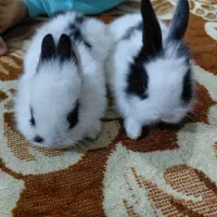 خرگوش لوپ پشمالو|موش و خرگوش|اهواز, اسلام آباد غربی|دیوار