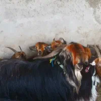 بز روزگاری مادر دختری