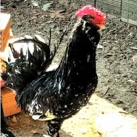 خروس
