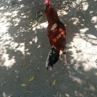 یک عدد خروس خوب سندی لاری