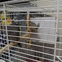 عروس هلندی جفت