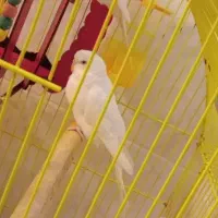 مرغ عشق سفید چشم قرمز