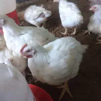 مرغ گوشتی آمل