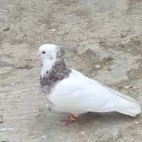 کبوتر طوقی ، هفت رنگ،گرگی ، بد رنگ|پرنده|اصفهان, محمودیه|دیوار