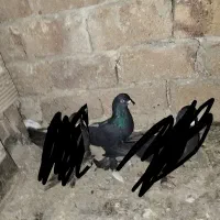 کفتر قره|پرنده|تبریز, |دیوار