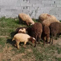 ۱۵تا گوسفند با بره