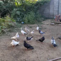 کبوتر|پرنده|گرمی, |دیوار