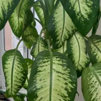 گل دیفن باخیا