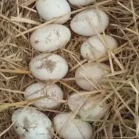 قاز گوشتی و تخمگذار